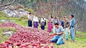 dharali-apple-farming